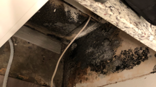 black mold